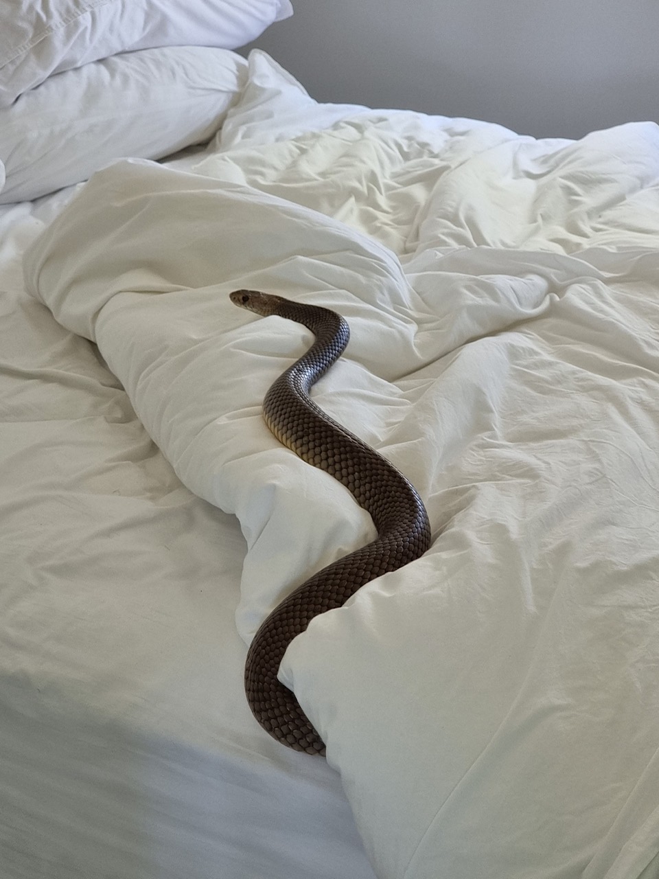 Massive eastern brown snake found in bed at Maroon - River 949