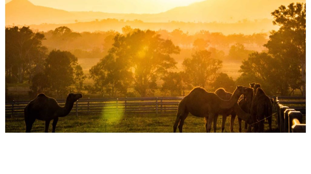 Summer Land Camels