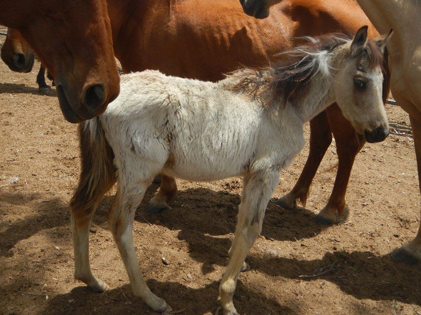 Horse trader given suspended sentence, banned over animal welfare offences